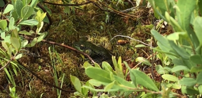 Ankle Deep Exploration In Flip-Flops 3 Green Frog