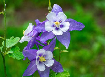 Sustainability Advances At Saint Joseph’s With First Bee Campus Certification In Maine 2 purpose columbine blossom