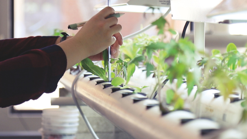 Rising To The Challenge 2 A student's hands measure green seedlings inside the Freight Farm.