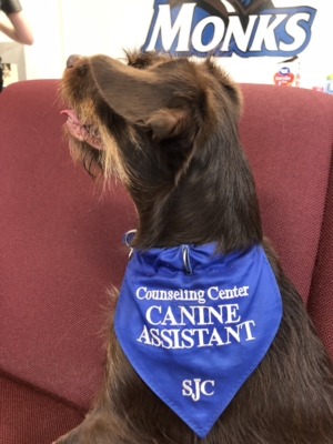 A dog wearing a blue bandana with the text "Counseling Center Canine Assistant SJC" sits on a red chair. In the blurred background, there's a "Monks" logo, setting the scene for the Yappy Hour event kicking off soon. Saint Joseph's College of Maine