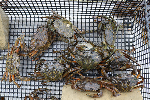 green crabs